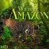 【4K风景】亚马逊雨林的动物 [3小时加长版]