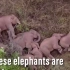 中东国家新闻报道中国大象打盹的视频在外网疯传