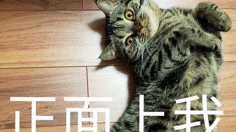 一只猫能长多快 54a0c593bbf7b8ed9b27ef5dac20d9b55d561799.jpg@480w_270h_1c