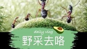 蚂蚁城堡视频大全 54a37fbd68da99e7470fe2c1697ee52e28b33cd8.jpg@280w_158h_1c_100q.jpg