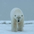 【中英】【国家地理】北极熊兄弟情！Wildlife: The Big Freeze Ep.2 Male Polar Be