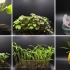 延时镜头下，各种植物的生长过程