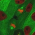 荧光显微镜下的上皮细胞有丝分裂