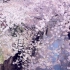【超清4K/1080p+】目黒川樱花-日本风光
