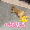 绝育两只小公猫，从六一1只公公变3只