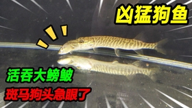 54dfddd57465ae09b53d33a245400909ea656858.jpg@280w_158h_1c_100q.jpg