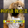 12岁金毛.从小带大主人的孩子.临走前无声嘱咐小主人听妈妈的话