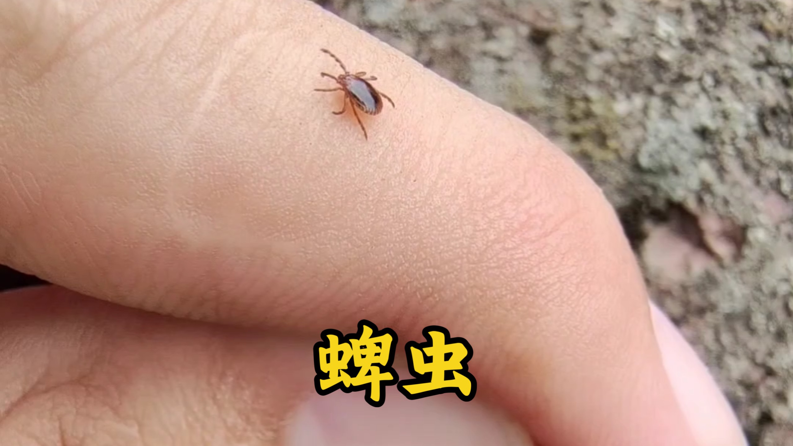 现在是蜱虫爆发季，爱爬山的伙伴儿一定注意