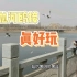 黄河上的河鸥还会高空接食，人与河鸥互动得很开心