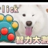 【萌宠Horlick】宠物智力测试玩具，看看Horlick的表现如何？