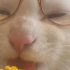 斯文小猫啃玉米