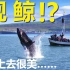 【斯里兰卡vlog】Day54-出海观鲸！听起来很美！