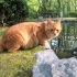 一只想猎鸭的猫掉进了水里