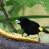 厄瓜多尔的鸟类，丰富多彩的羽毛，漂亮且惊艳