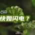 慢放80倍，看清植物传播种子的秘密