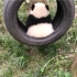 【大熊猫庆庆】小小年纪玩轮胎这么棒，厉害啦！
