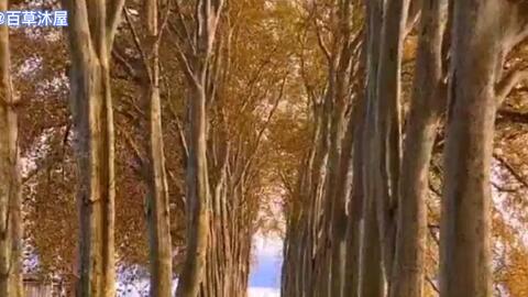 望如秋水 558f3777d3a93f6694ac09013062ae27602da91c.jpg@480w_270h_1c