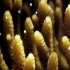 生命与自然 珊瑚虫产卵。 澳大利亚昆士兰海岸珊瑚海，感受自然之美和生命奇迹。