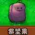 新植物：紫坚果