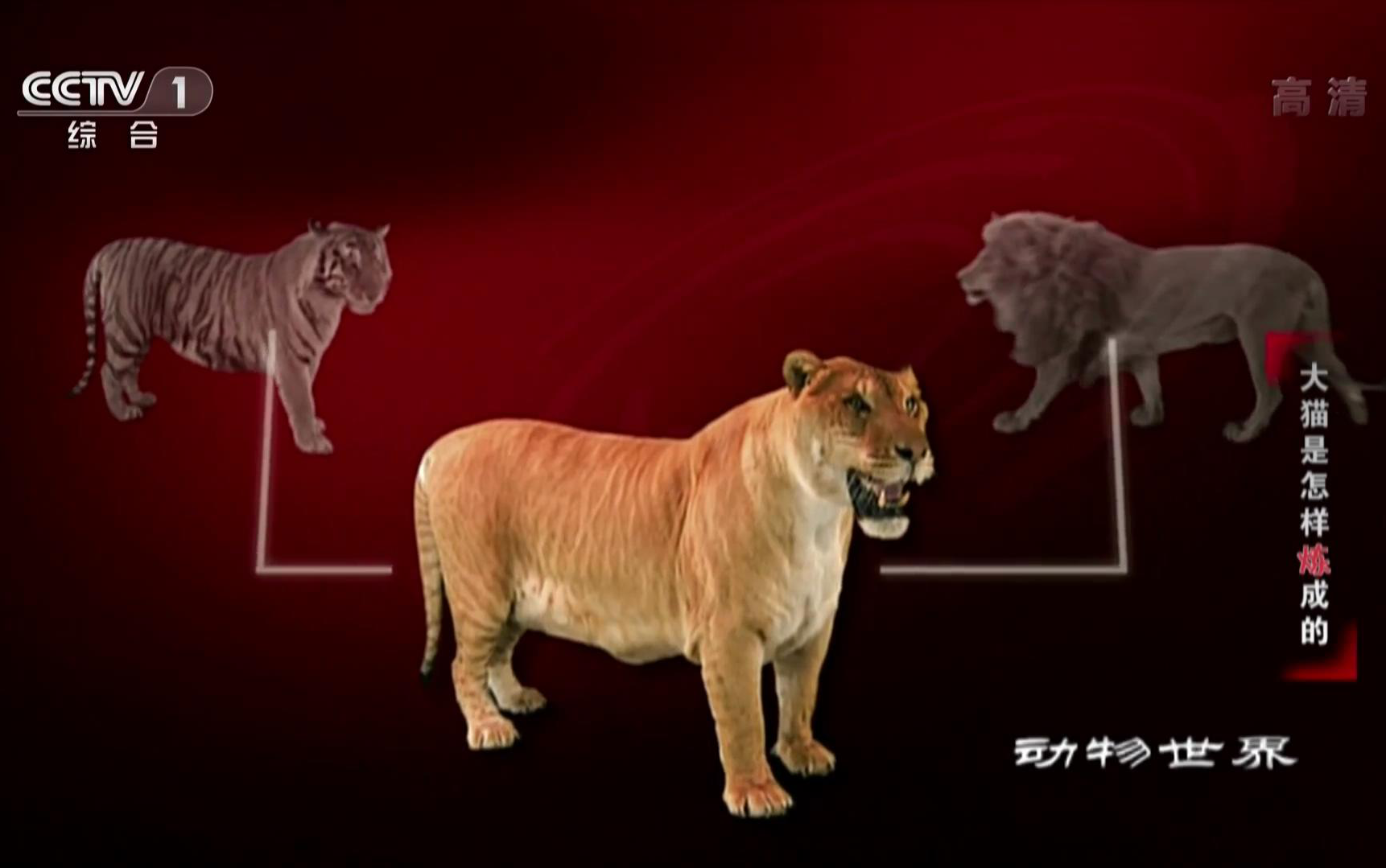 动物世界170215大猫是怎样炼成的有狮虎兽出演