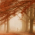 【每日审美】跌入这童话般的森林 | 荷兰风光摄影师Lars van de Goor