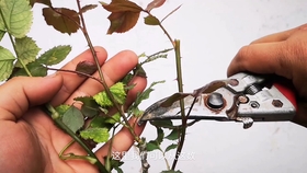 爬墙月季花怎样修剪 55aca2e17dcfd6feb99101925145b7b48dca4e6d.jpg@280w_158h_1c_100q.jpg