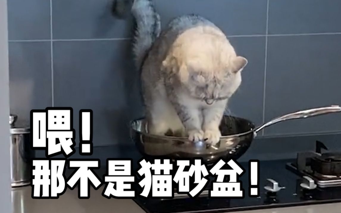 千万不要让猫碰煮过螺蛳粉的锅