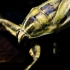 印度鳖负蝽（印度大田鳖） Lethocerus indicus 捕食