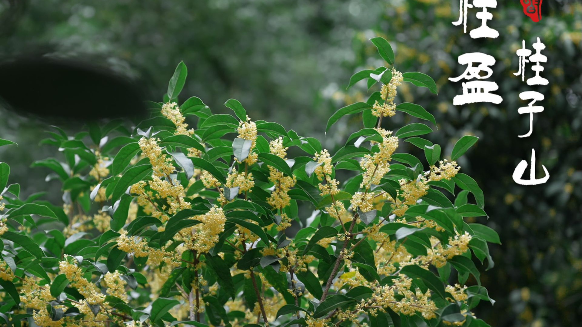 【华中师范大学】桂子山上的桂香还有谁没闻到！