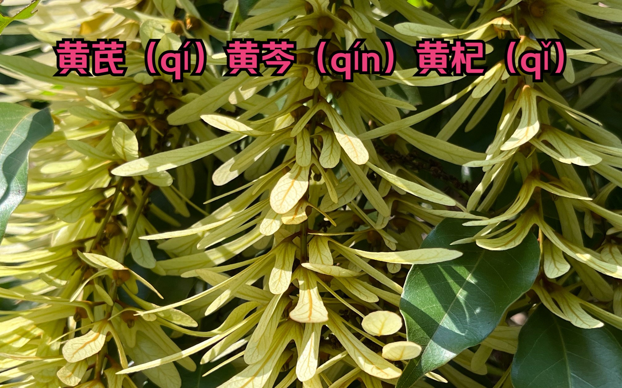 黄芪（qí）黄芩（qín）黄杞（qǐ）分别是什么植物？杞的历史人文