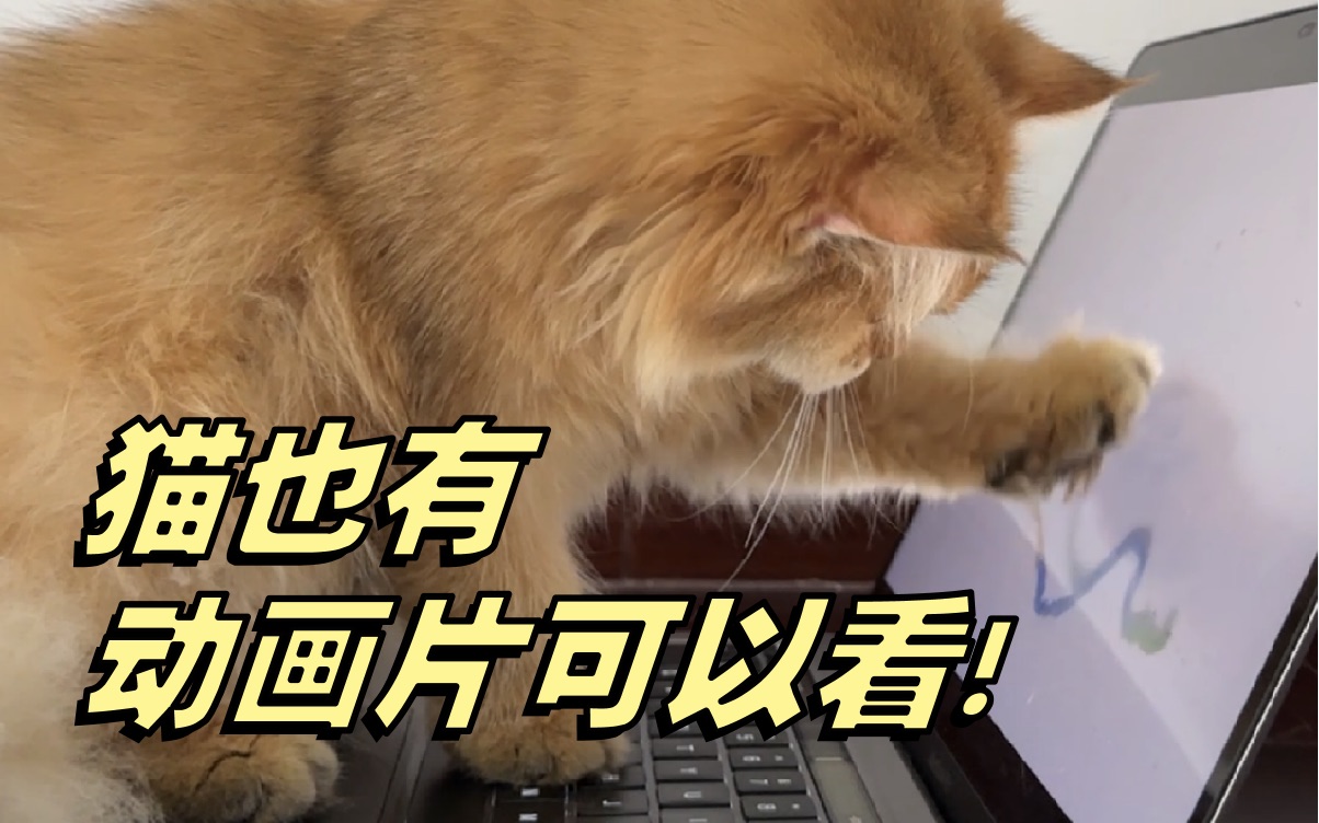 猫动画片超长纯享版（请保护好手机⚠️）