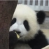 【超萌】旅日大熊猫双胞胎宝宝——樱浜、桃浜和