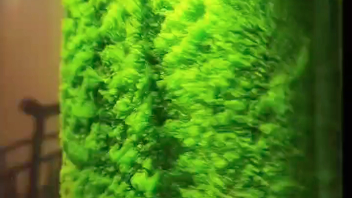鱼缸绿苔养殖