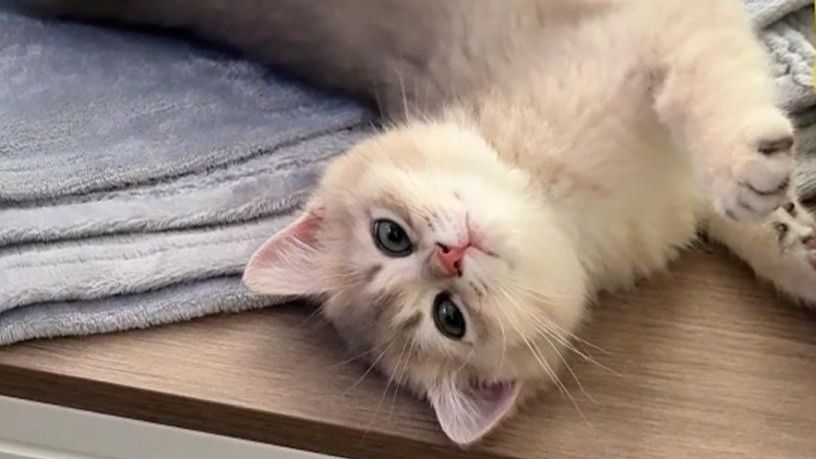 给小猫买了个大别墅