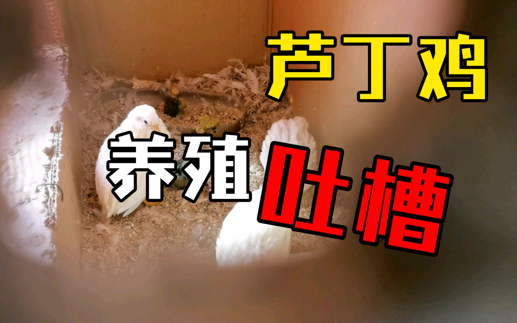 【芦丁鸡】劝退吐槽，不建议用垫料，不建议当宠物。还不如小🐥。实践出真知，下了蛋就卖了回血