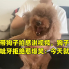 主人带狗子拍感谢视频，狗子拼命反抗呲牙拒绝惹爆笑：今天就不谢