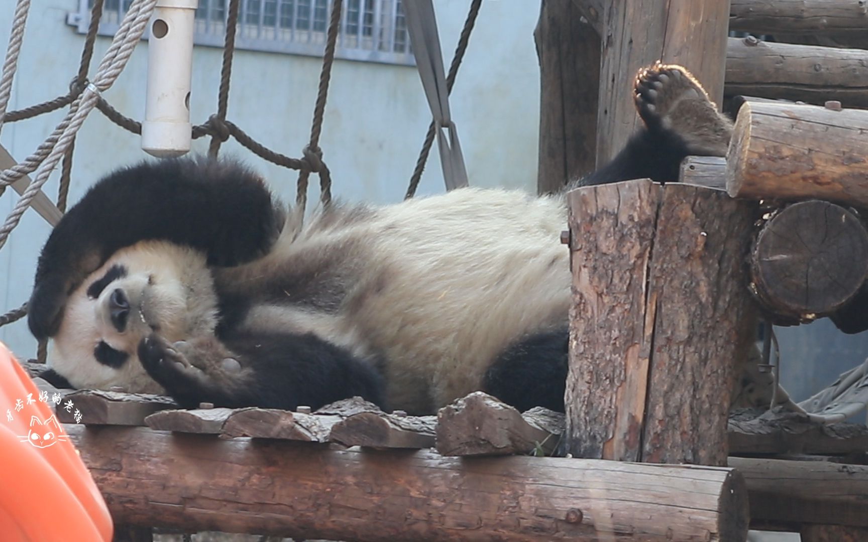 大熊猫萌兰 么猪睡觉觉(二)么么儿:我妈说,上炕后拉完粑粑再睡更好哦~萌萌:我没说过!哔哩哔哩 (゜゜)つロ 干杯~bilibili