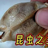 一次看个够！15大昆虫界之最