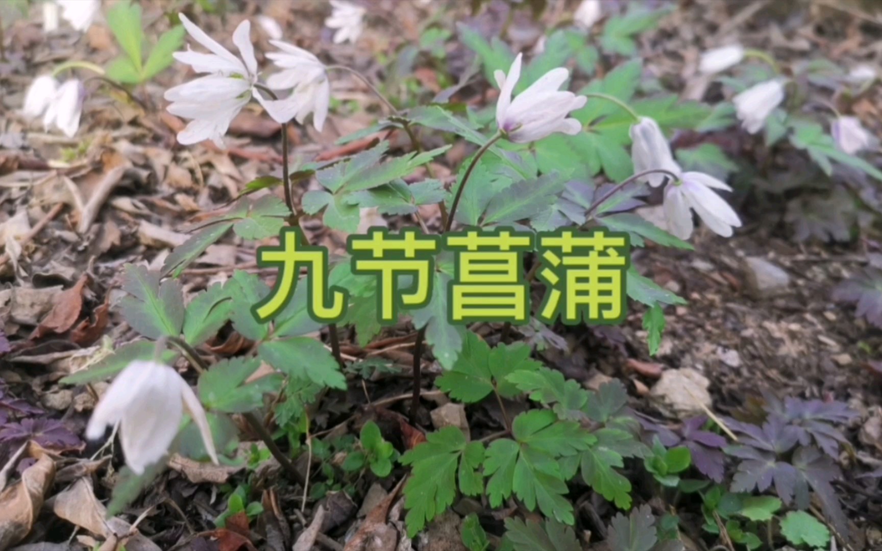 漂亮的阿尔泰银莲花，你认识了吗？