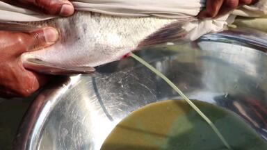 <em class="keyword">活熊取胆</em>你肯定听说过，但是活鱼取卵听没听说过?