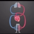 科学拓展知识——血液循环系统（Blood Circulation System）途径之体循环和肺循环