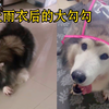 《狼 外 婆