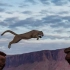 美洲狮不可思议的身手，在悬崖边上狂奔