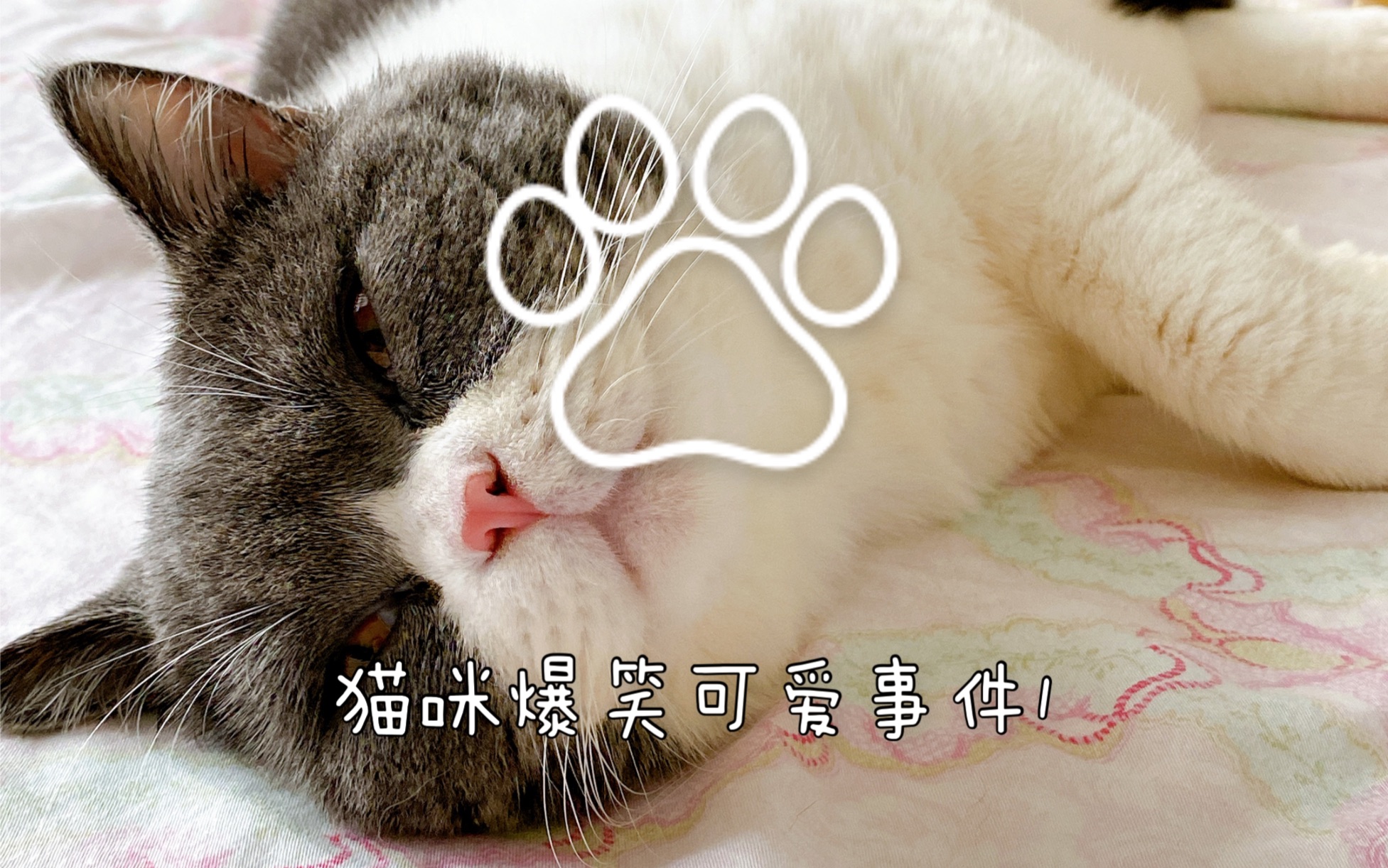 英短蓝白 猫咪爆笑可爱事件1 哔哩哔哩 つロ干杯 Bilibili