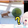 日本萝莉看《迟一秒就会饿死》当场绷不住