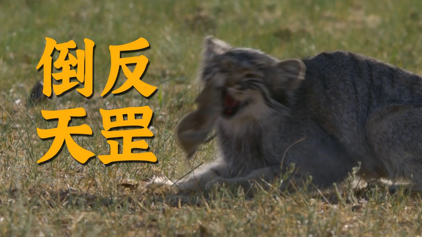 吃 可 爱，补 可 爱 缩略图