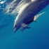 疗愈之声｜海洋之歌——真正的海豚音情绪平衡内心平和