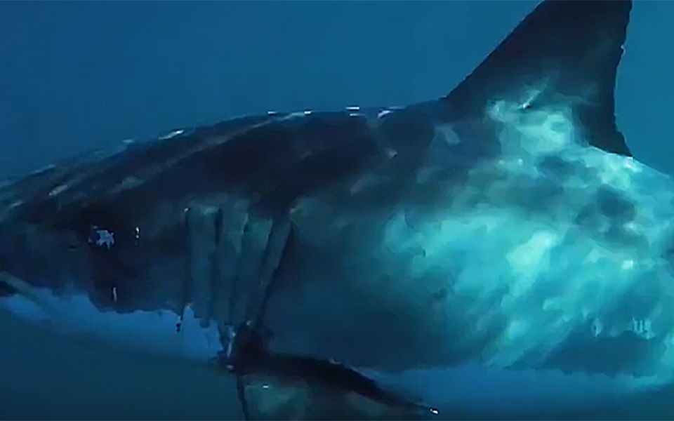 大白鲨捕杀座头鲸，
