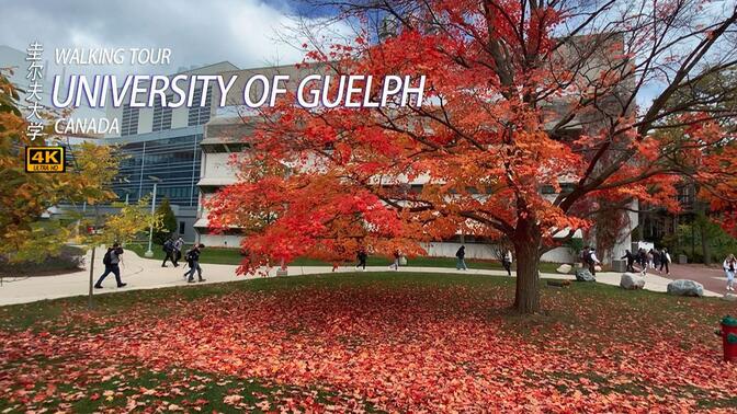 ?漫步加拿大圭尔夫大学|它是加拿大乃至全球最美丽的學府之一。