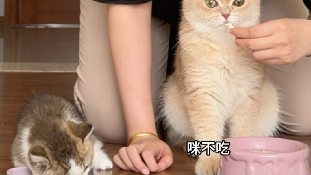 救命！别让我跪下来求你们两